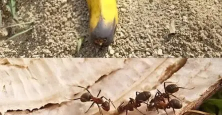 buccia di banana formiche