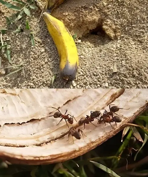 buccia di banana formiche