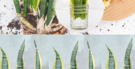 propagazione sansevieria talee foglia