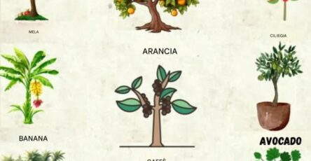 piantare piccoli spazi