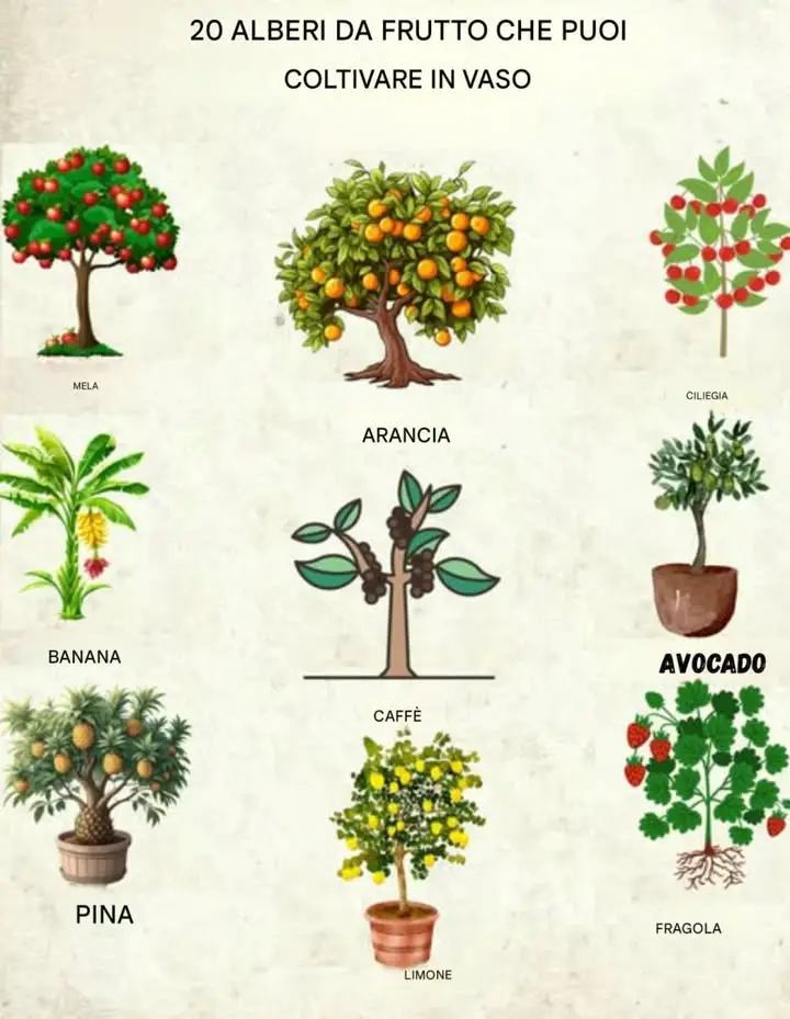piantare piccoli spazi