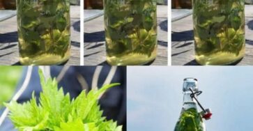 alcol medicine nonno consiglio
