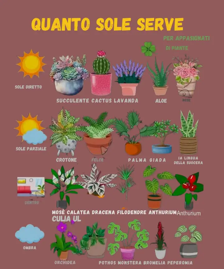 piante perenni sole giardino