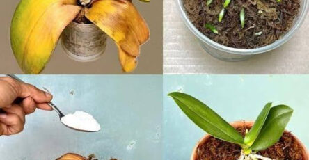 orchidee vecchie conservare