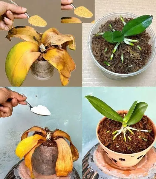 orchidee vecchie conservare