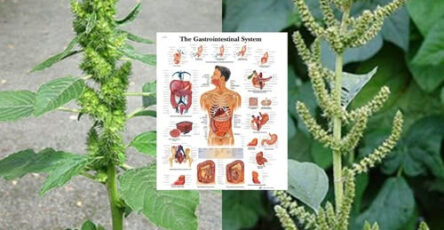 amaranto benefici salute giardino
