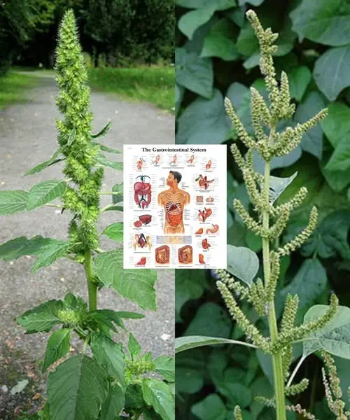 amaranto benefici salute giardino
