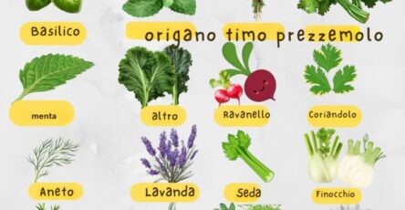 piante aromatiche associazione coltivazione