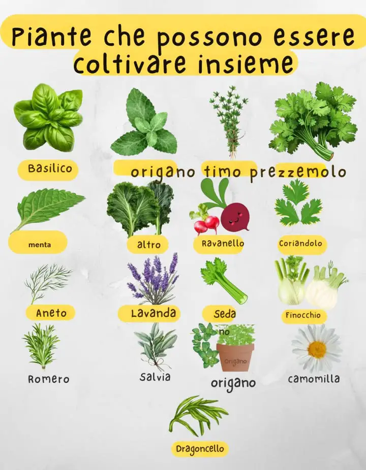 piante aromatiche associazione coltivazione