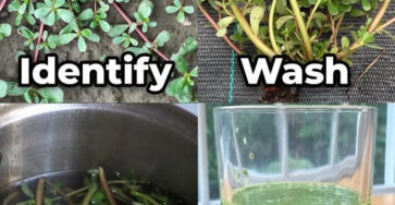 portulaca superfood salute