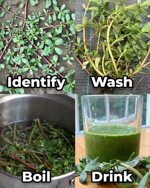 portulaca superfood salute