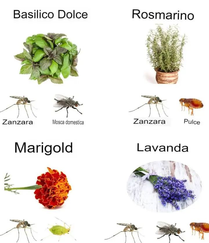 piante giardino allontanano insetti