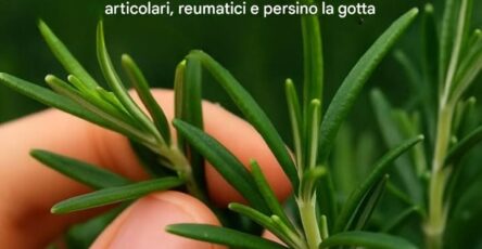 casa piante abbondanza coltivazione