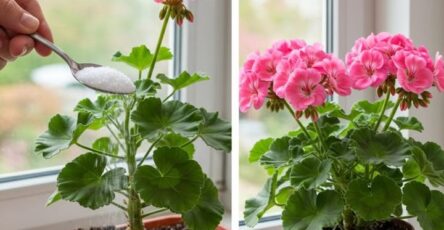 gerani pieni di fiori