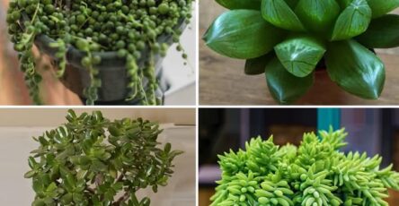 10 Piante Grasse Che Sono Perfette Da Tenere A Casa