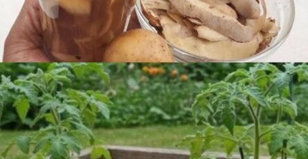 Bucce di patate