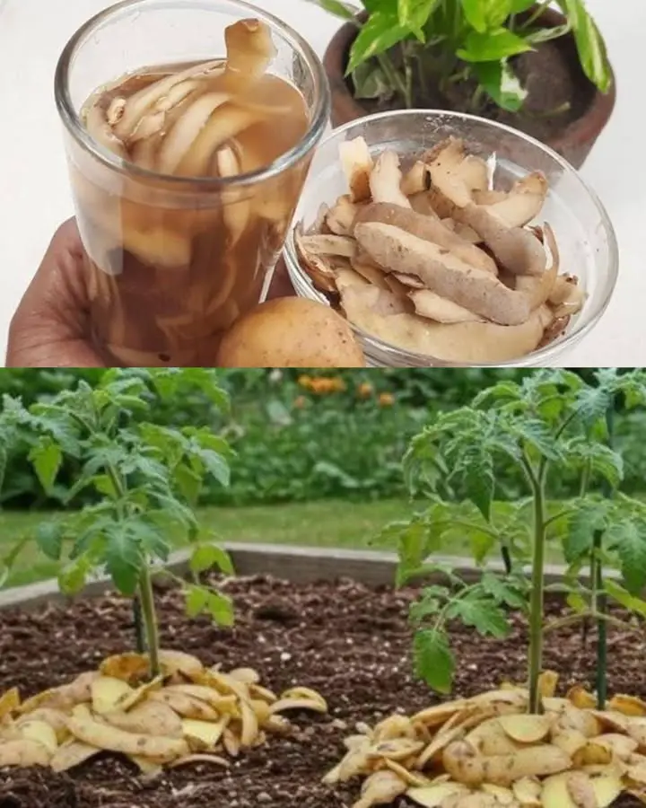 Bucce di patate