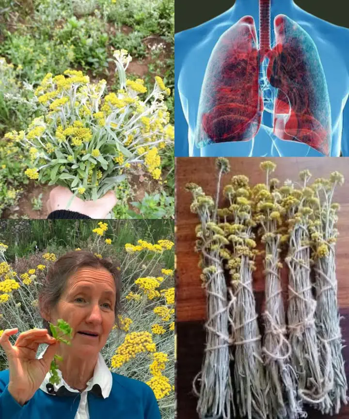 Questo Fiore Delle Highlands Può Aiutarti A Smettere Di Fumare In Modo Naturale