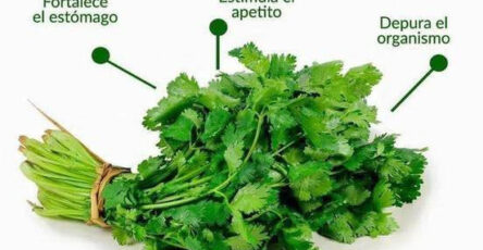 Los beneficios del cilantro