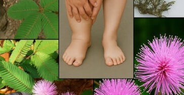 Mimosa Pudica