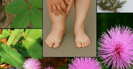Mimosa Pudica
