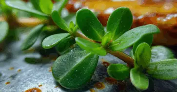 Portulaca
