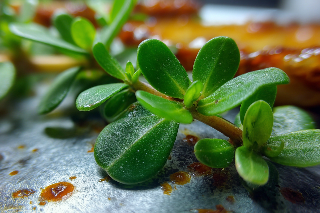 Portulaca