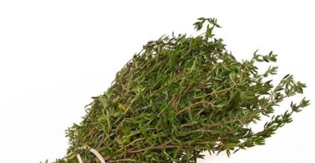 Olio essenziale per cancro ai polmoni alla bocca e alle ovaie