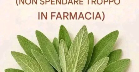 Tutto quello che puoi fare con una singola pianta di salvia