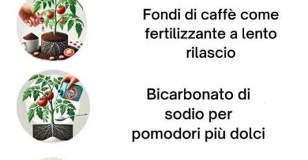 Pomodori Forti