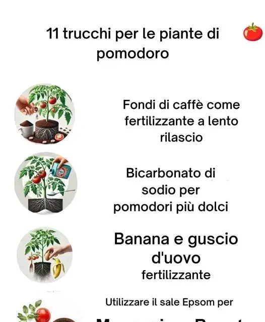 Pomodori Forti