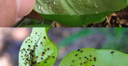 Come Eliminare Gli Afidi Con Aglio Peperoncino E Sapone Di Marsiglia