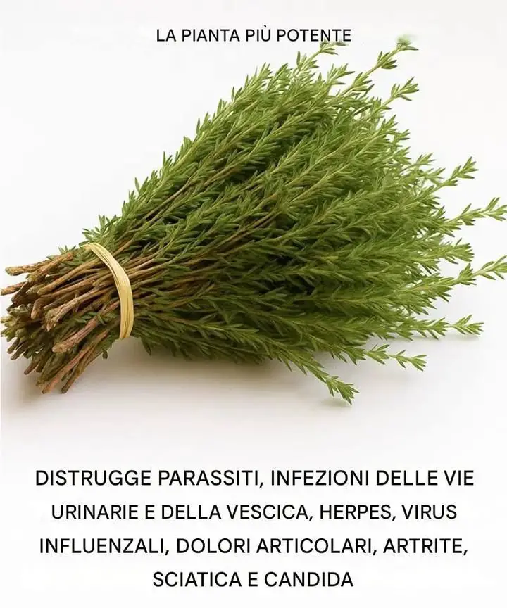 Piante Potenti