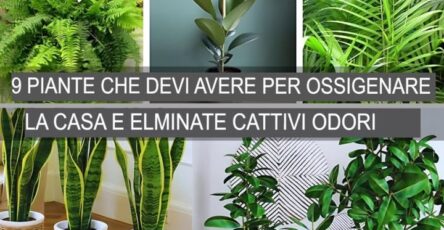 9 Piante Che Assorbono L’umidità In Eccesso Ossigenano La Casa Ed Eliminano I Cattivi Odori