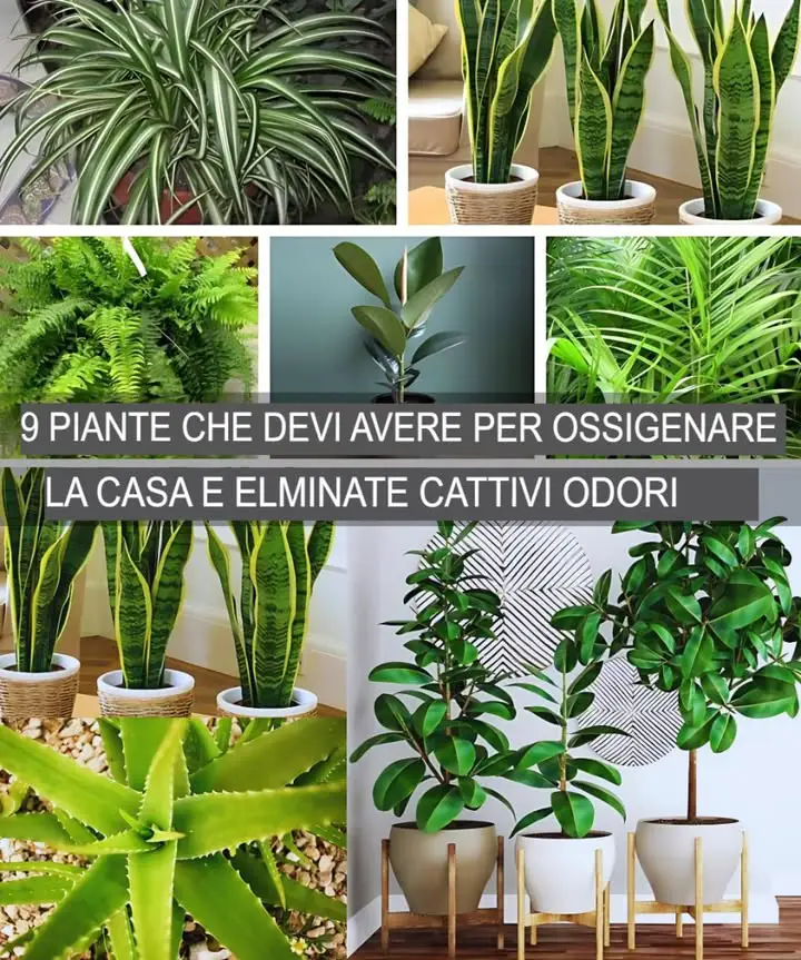 9 Piante Che Assorbono L’umidità In Eccesso Ossigenano La Casa Ed Eliminano I Cattivi Odori