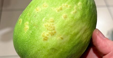 Carosello e barattiere cosa sono i meloni pugliesi che sanno di cetriolo