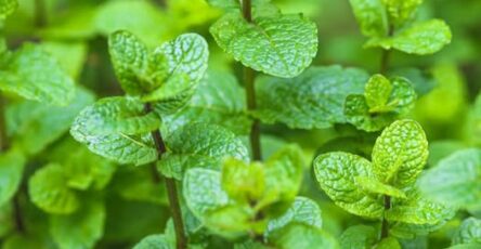 La magia della menta: 8 motivi per coltivare la menta