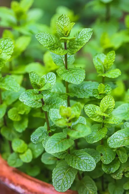 La magia della menta: 8 motivi per coltivare la menta